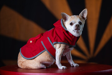 Small chihuahua puppy dressed in a red raincoat, highlighted by bright light in the background.