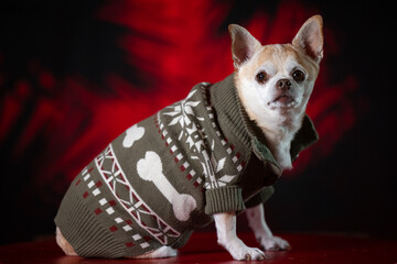 Chubby chihuahua in a green sweater, posed against a bold red and black background.