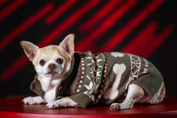 Chubby chihuahua in a green sweater, posed against a bold red and black background.