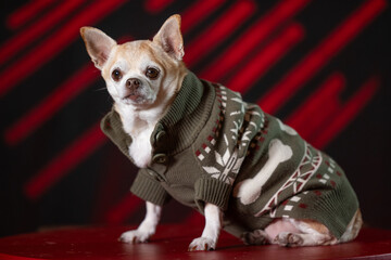 Chubby chihuahua in a green sweater, posed against a bold red and black background.