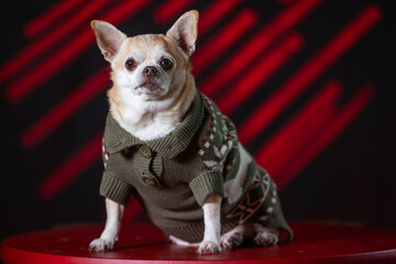 Chubby chihuahua in a green sweater, posed against a bold red and black background.