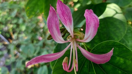 Purple flower with long petals blooming under daylight.