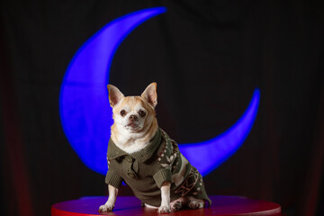 Tiny chihuahua puppy in a green sweater, posed against a mystical blue crescent moon and black background.