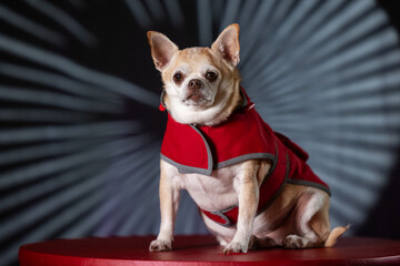 Small chihuahua puppy dressed in a red raincoat, highlighted by bright light in the background.
