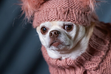 A chubby chihuahua dressed in a pink turtleneck sweater and a fluffy hat.