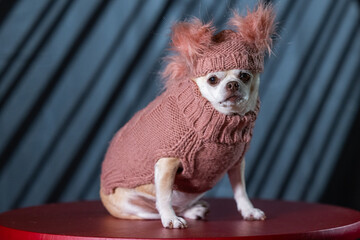 A chubby chihuahua dressed in a pink turtleneck sweater and a fluffy hat.