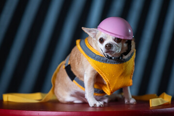 Small chihuahua puppy wearing a yellow high-visibility vest and pink hard hat. Playful and humorous, perfect for work.