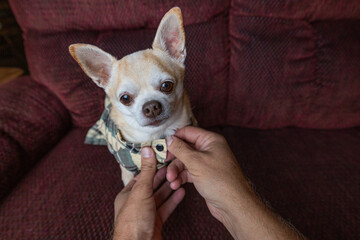 Chihuahua being dressed in a fancy plaid dress by human hands.