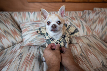 Chihuahua being dressed in a fancy plaid dress by human hands.