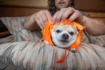 Hands gently dressing a chubby chihuahua puppy in a bright orange costume. Fun, interactive, and playful, ideal for pet fashion.