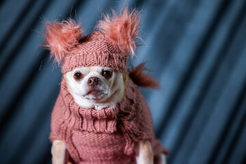 A chubby chihuahua dressed in a pink turtleneck sweater and a fluffy hat.