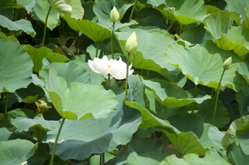 White Lotus