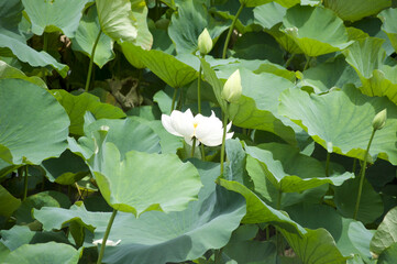 White Lotus
