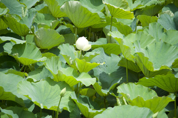 White Lotus