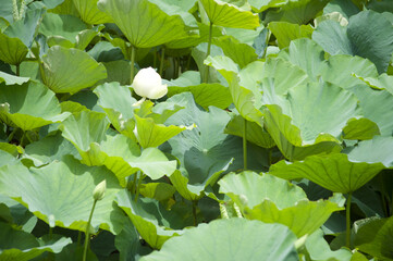 White Lotus