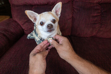 Chihuahua being dressed in a fancy plaid dress by human hands.