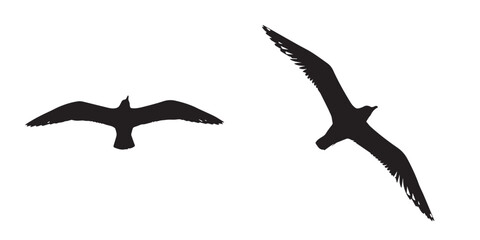 Two Black Bird Silhouettes Flying on a White Background