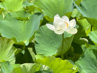 White Lotus