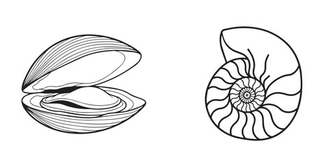Marine Bivalve and Nautilus Shells Line Art Illustration © reza