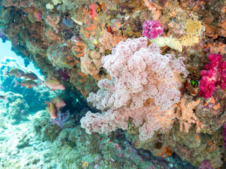 ホウライヒメジ, Whitesaddle goatfish, Parupeneus ciliatus, ヒメジ科,
ソラスズメダイ, Heavenly Damselfish, Pomacentrus coelestis, スズメダイ科,
ウミトサカ, アカトゲトサカ, トゲトサカ,  Dendronephthya, チヂミトサカ科,
他の群れ。
静岡県伊豆半島南伊豆町中木ヒリゾ浜-2025年
