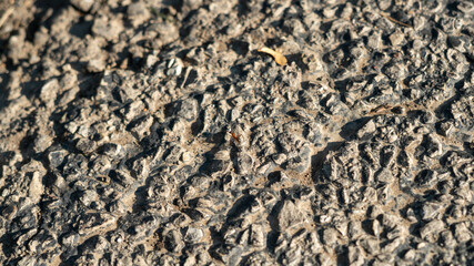 Small Fire Ant Walking on Rough Blacktop Surface
