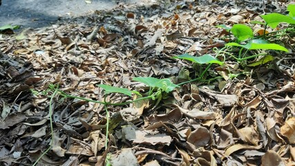 Fresh green leaf sprouting from dry ground symbolizing new life and natural growth.