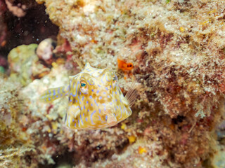 シマウミスズメ, Thornback cowfish, Lactoria fornasini, ハコフグ科, 幼魚、
他の群れ。
静岡県伊豆半島南伊豆町中木ヒリゾ浜-2025年
