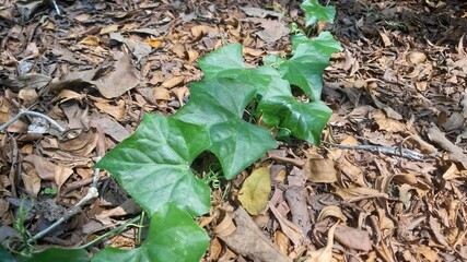 Pair of ivy leaves on dry soil creating contrast in texture.