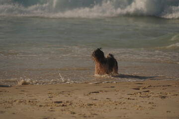 dog running on the beach