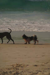 dog running on the beach