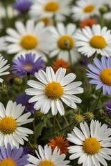 Fototapeta premium Close up of a field of colorful daisies and asters in bloom