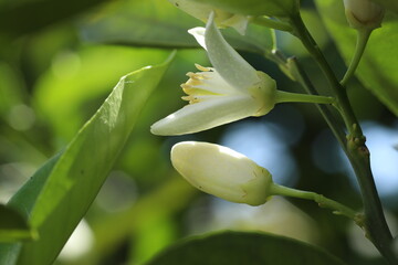 close up of bee on flower in nature