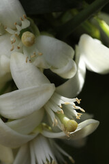 close up of bee on flower in nature