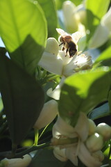 close up of bee on flower in nature