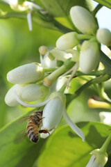 close up of bee on flower in nature