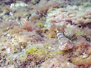 アカエソ, Red Lizardfish, Synodus ulae Schultz, エソ科,
他の群れ。
静岡県伊豆半島南伊豆町中木ヒリゾ浜-2025年
