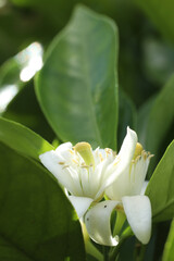 close up of bee on flower in nature