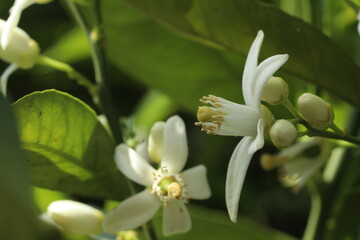 close up of bee on flower in nature