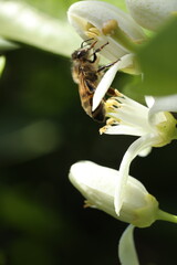 close up of bee on flower in nature