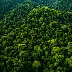 Lush Green Rainforest Canopy Aerial View