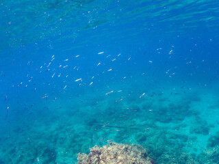 タイワンカマス, Yellowtail barracuda, Sphyraena obtusata, カマス科,
キビナゴ, Silver-Stripe Round Herrings, Spratelloides gracilis, ニシン科,
他の群れ。
静岡県伊豆半島南伊豆町中木ヒリゾ浜-2025年

