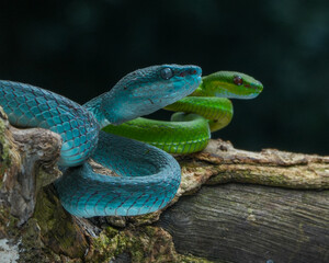 snake in the grass