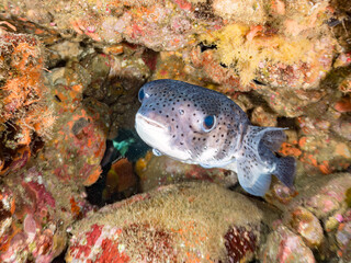 コバンザメ, Live shark sucker, Echeneis naucrates, コバンザメ科,
ネズミフグ, Spot-fin porcupinefish, Diodon hystrix, ハリセンボン科,
コバンザメが寄生している。
他の群れ。
他の群れ。
静岡県伊豆半島南伊豆町中木ヒリゾ浜-2025年

