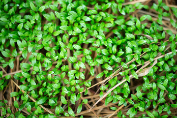 Close up of small green seedlings growing on the soil in spring