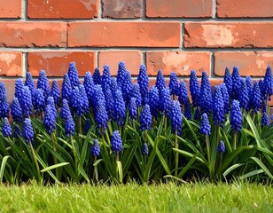 Beautiful blue grape hyacinth flowers against a red brick wall background