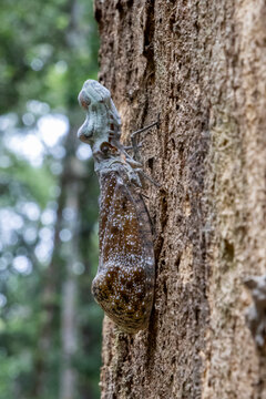 Close-up of the lanternfly (Fulgora laternaria), resting on a tree trunk in the brazilian Amazon rainforest
