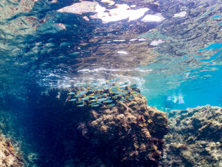 タカベ, Yellowstriped Butterfish, Labracoglossa argentiventris, タカベ科,
他の群れ。
静岡県伊豆半島南伊豆町中木ヒリゾ浜-2025年
