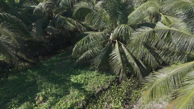 Aerial drone view of dense coconut palm trees in a tropical plantation in the Mekong Delta, Vietnam.