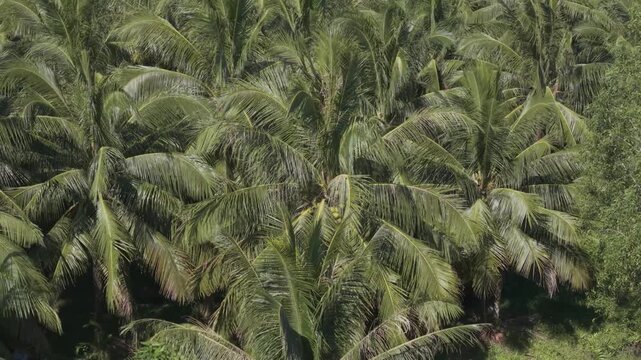 Aerial drone view of dense coconut palm trees in a tropical plantation in the Mekong Delta, Vietnam.