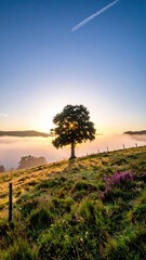 Sunny tree on misty hill landscape
